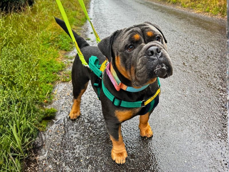 Benny | Bulldog | Salisbury (Wiltshire) - 3