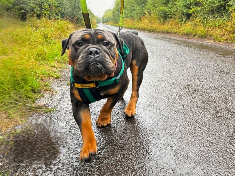 Benny | Bulldog | Salisbury (Wiltshire) - 5