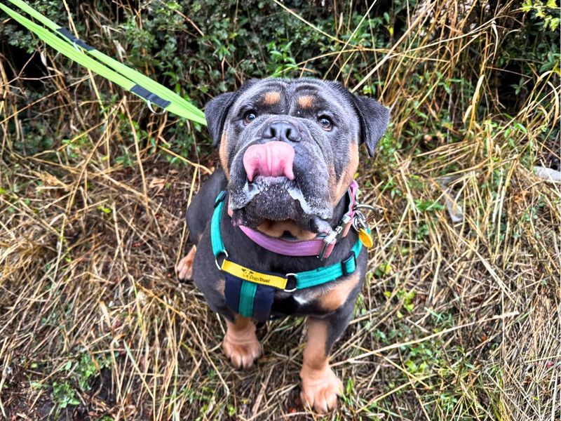 Benny | Bulldog | Salisbury (Wiltshire) - 2