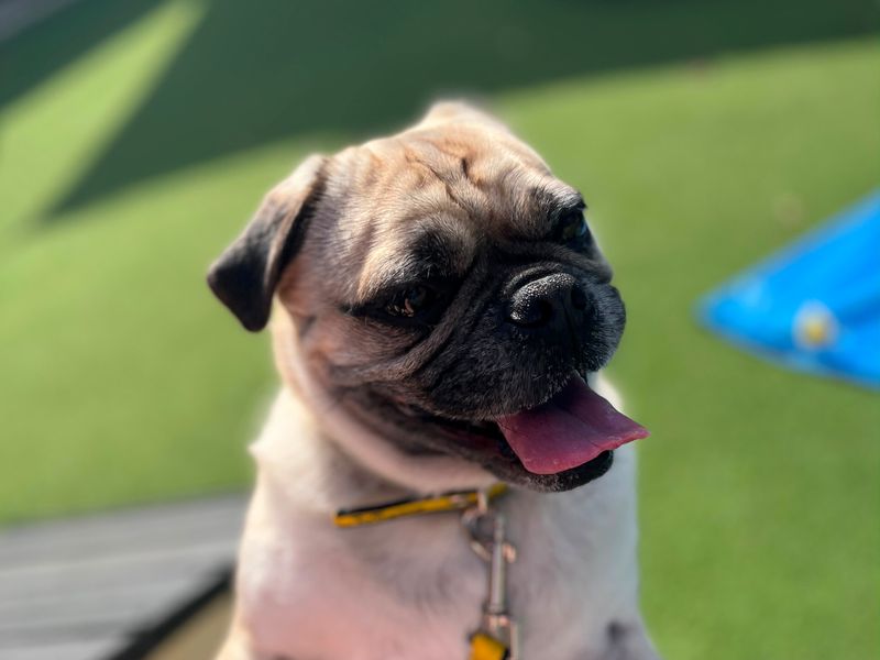 Pug Dogs And Puppies For Adoption