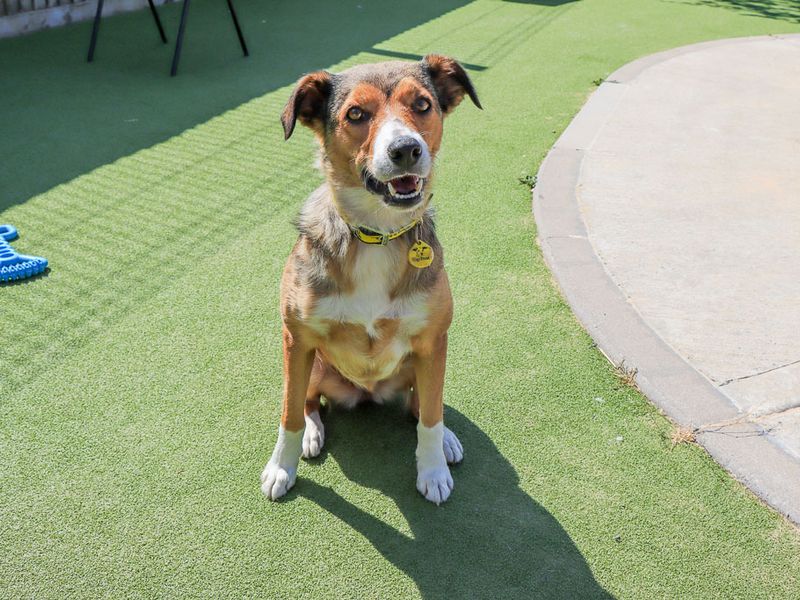 Winnie | Collie (Smooth) | Evesham (Worcestershire) - 1