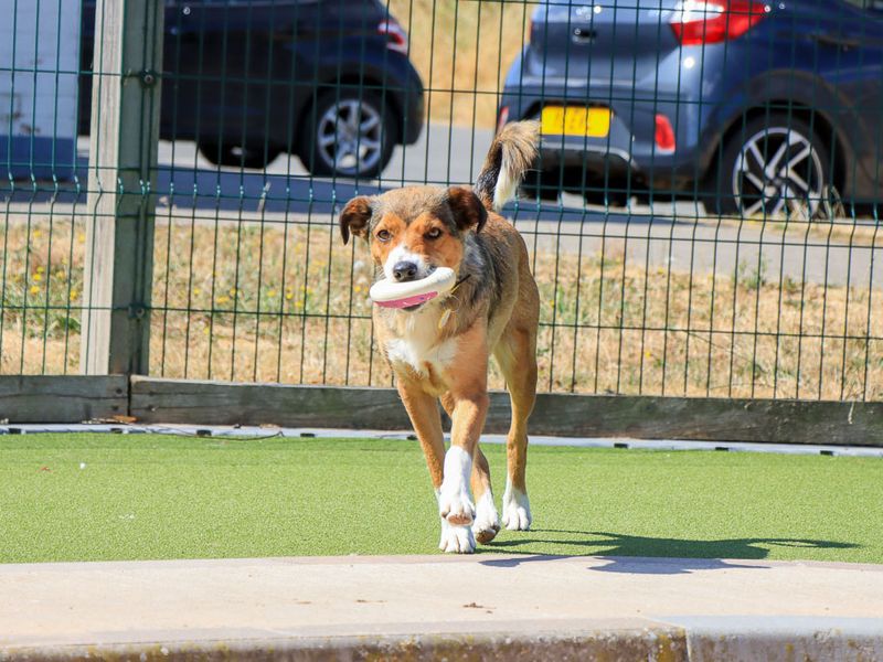 Winnie | Collie (Smooth) | Evesham (Worcestershire) - 3