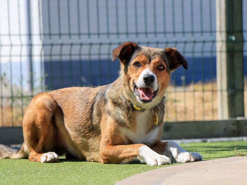 Winnie | Collie (Smooth) | Evesham (Worcestershire) - 2
