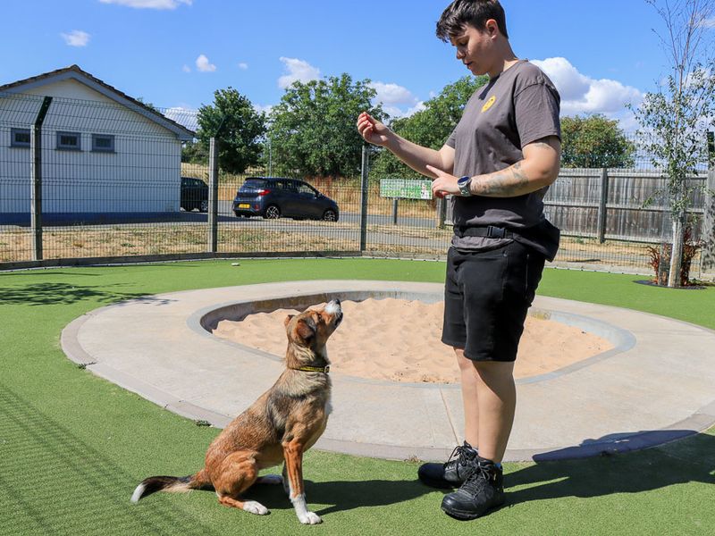 Winnie | Collie (Smooth) | Evesham (Worcestershire) - 4