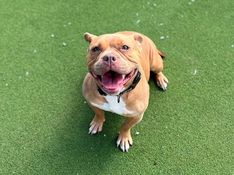 Piggy | American Bully Pocket Cross | Cardiff - 1