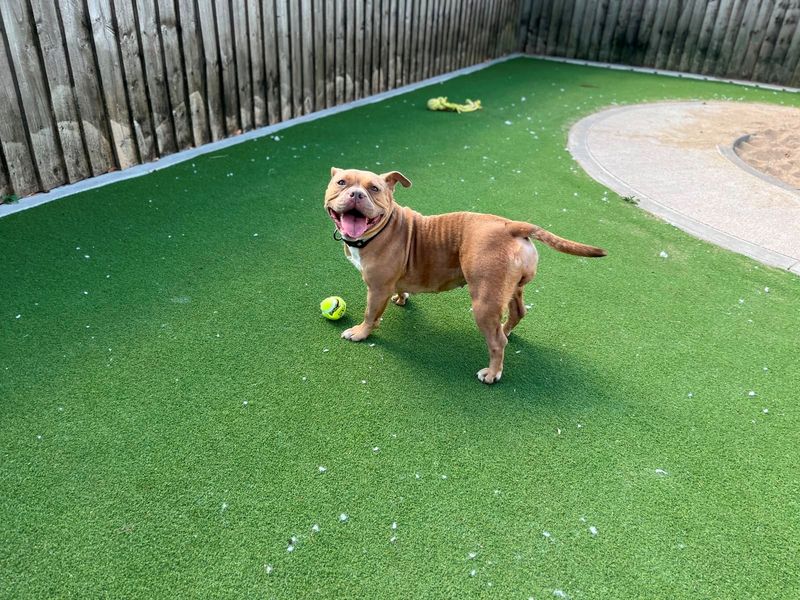 Piggy | American Bully Pocket Cross | Cardiff - 6