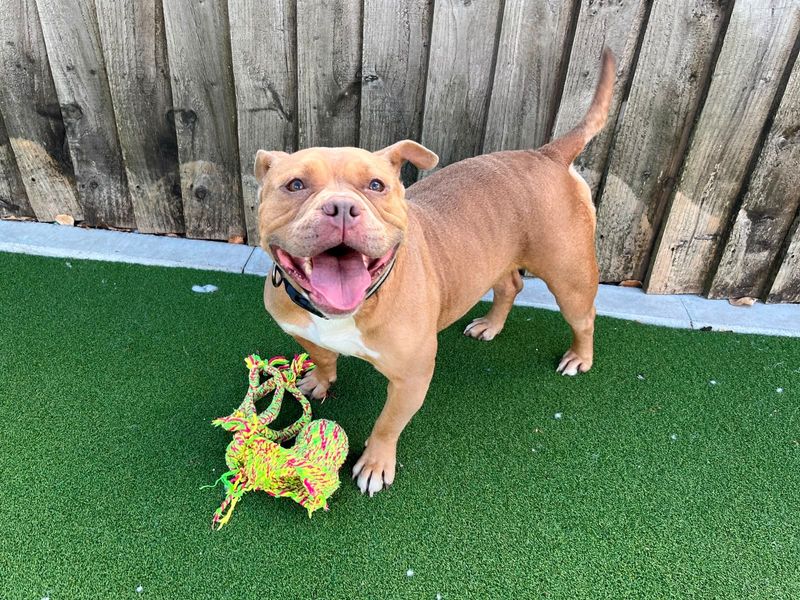 Piggy | American Bully Pocket Cross | Cardiff - 3