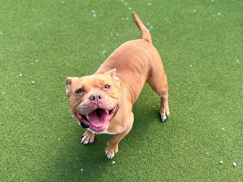 Piggy | American Bully Pocket Cross | Cardiff - 5