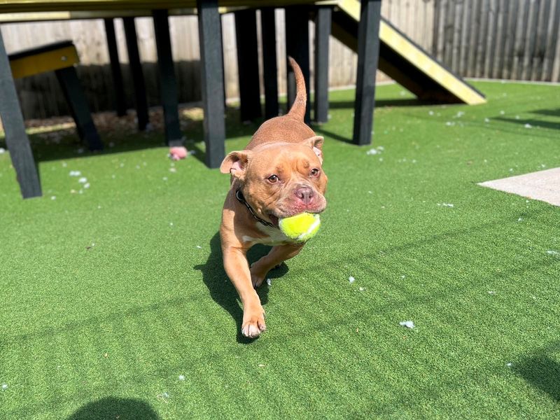 Piggy | American Bully Pocket Cross | Cardiff - 4
