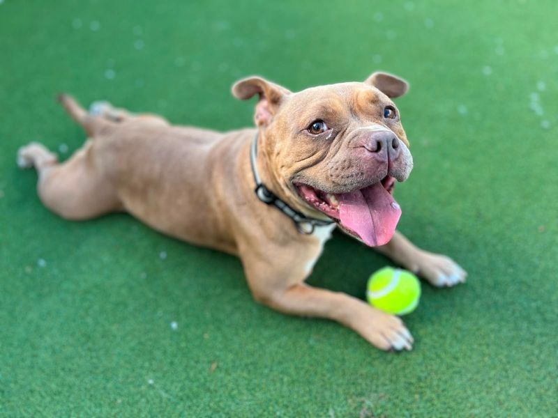 Piggy | American Bully Pocket Cross | Cardiff - 2