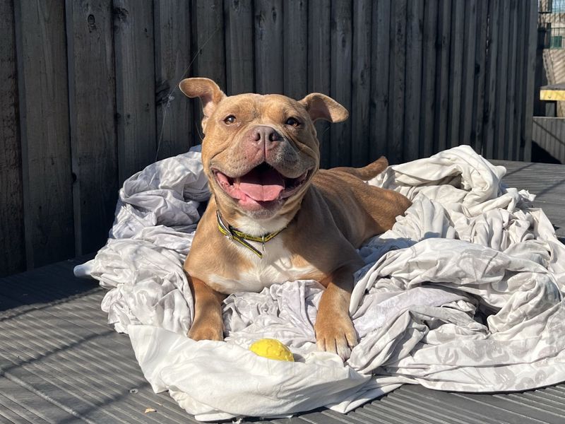 Piggy | American Bully Pocket Cross | Cardiff - 7