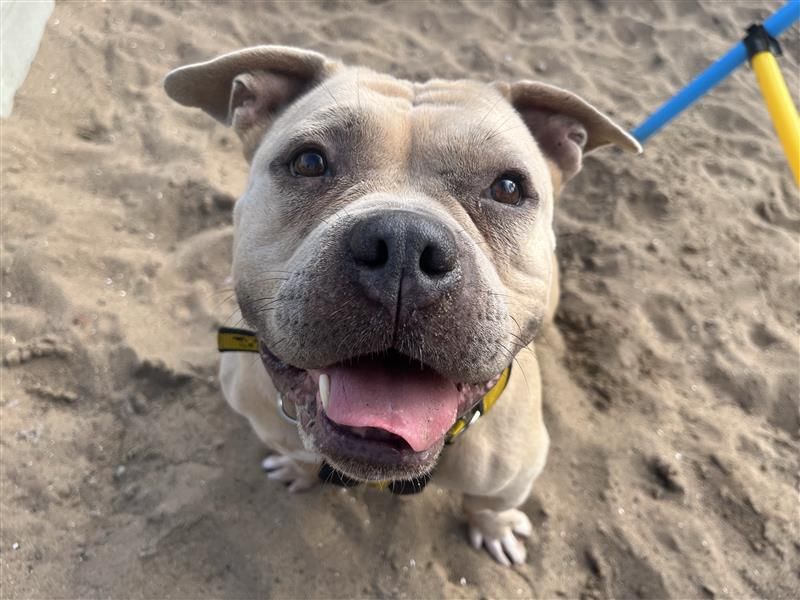 Pauline | Terrier (Staffordshire Bull) Cross | Cardiff - 2
