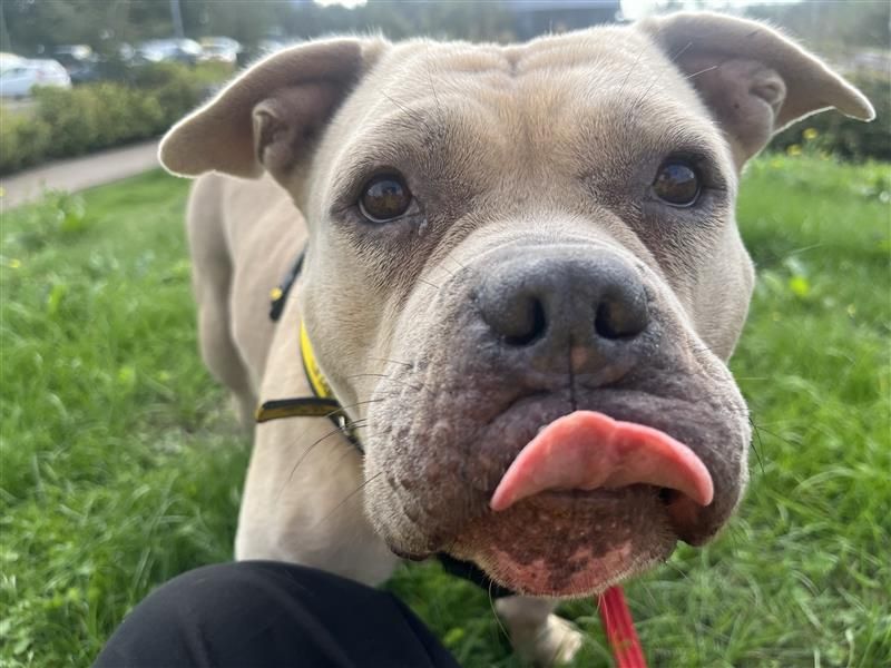 Pauline | Terrier (Staffordshire Bull) Cross | Cardiff - 3