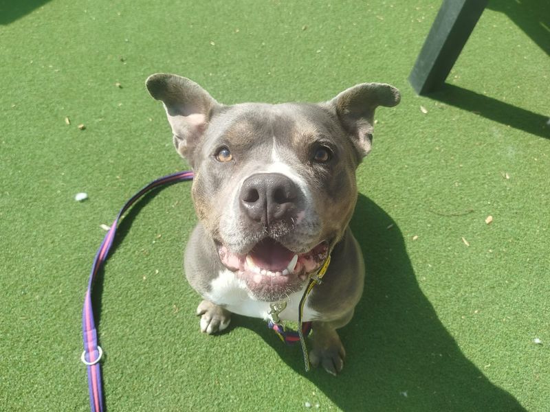 Percy | Crossbreed | Cardiff - 1
