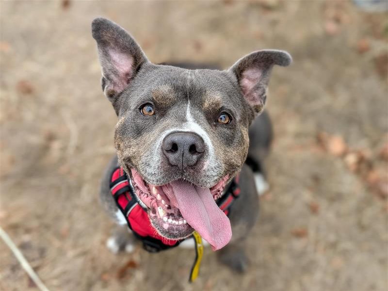 Percy | Crossbreed | Cardiff - 2