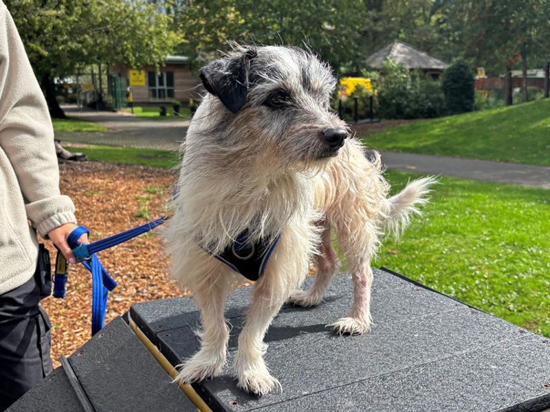 Benji | Terrier (Yorkshire) Cross | Merseyside (Liverpool) - 3