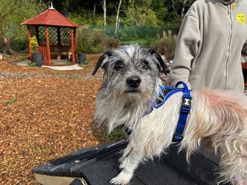 Benji | Terrier (Yorkshire) Cross | Merseyside (Liverpool) - 2