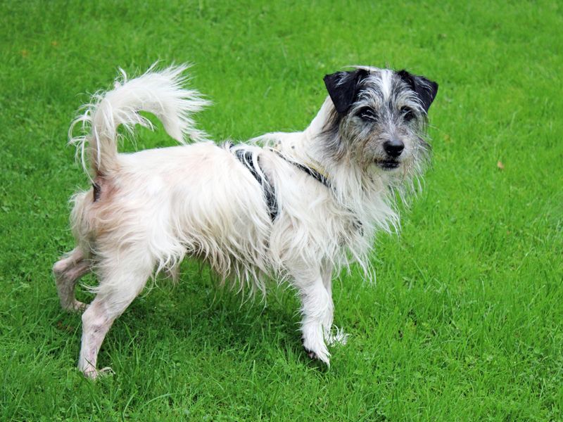Benji | Terrier (Yorkshire) Cross | Merseyside (Liverpool) - 3