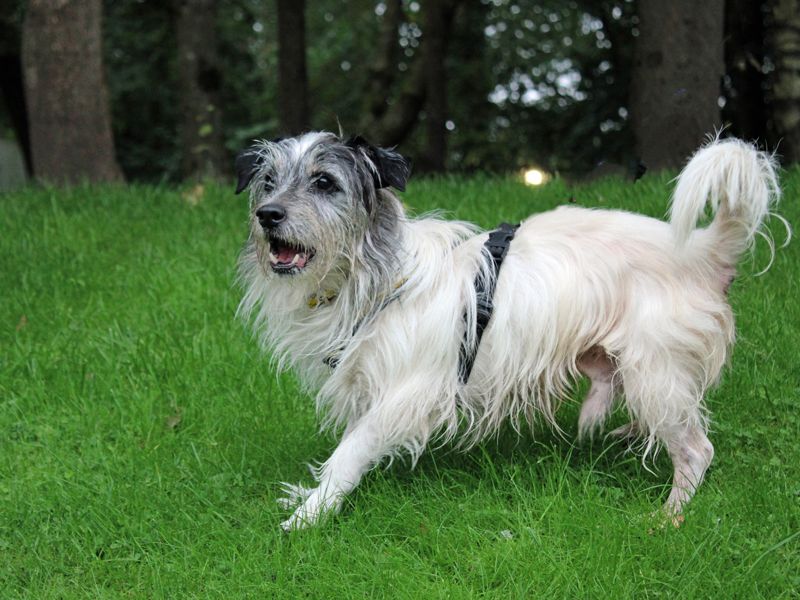 Benji | Terrier (Yorkshire) Cross | Merseyside (Liverpool) - 4