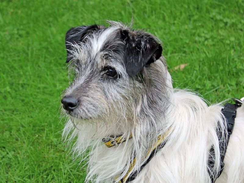 Benji | Terrier (Yorkshire) Cross | Merseyside (Liverpool) - 1