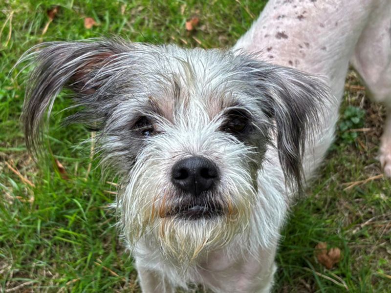 Bear | Chihuahua (Smooth Coat) Cross | Merseyside (Liverpool) - 2