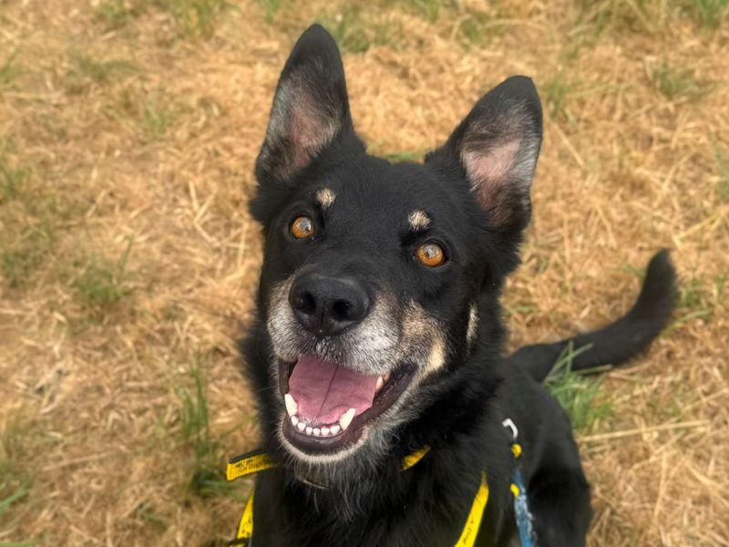 Cash | Collie (Border) Cross | Shrewsbury (Shropshire) - 3