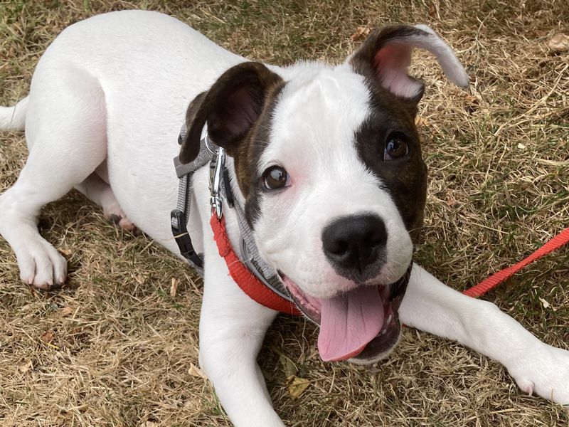 Billy | Terrier (Staffordshire Bull) Cross | Salisbury (Wiltshire) - 3