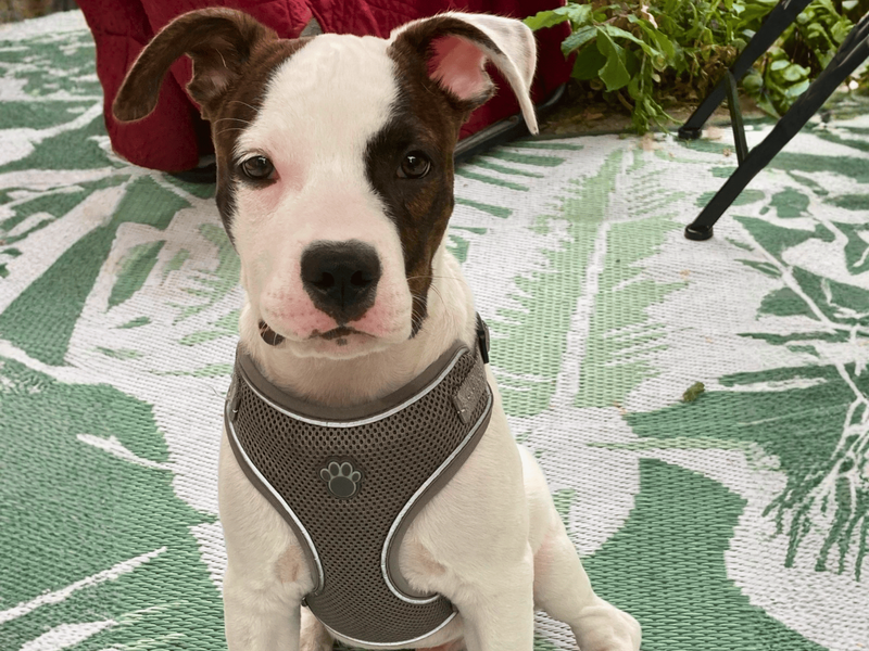 Billy | Terrier (Staffordshire Bull) Cross | Salisbury (Wiltshire) - 1
