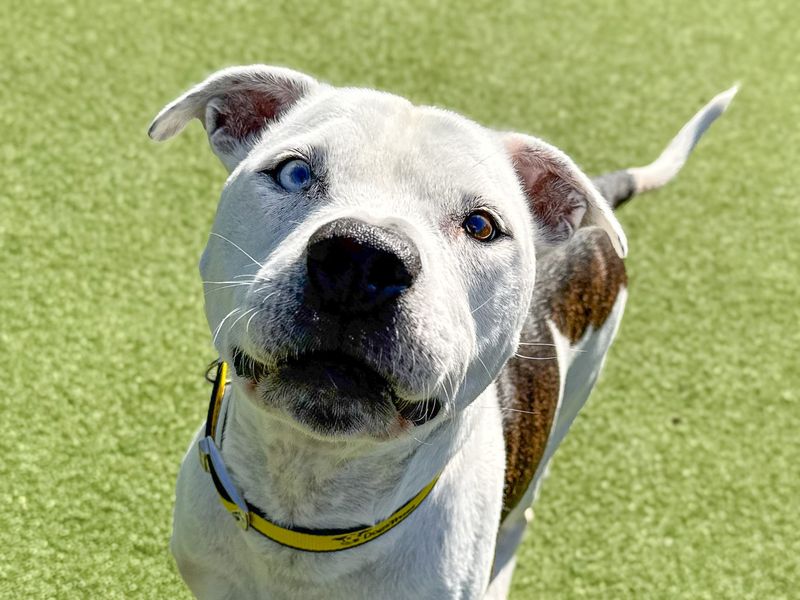 Ziggy | Terrier (Staffordshire Bull) | Basildon (Essex) - 5