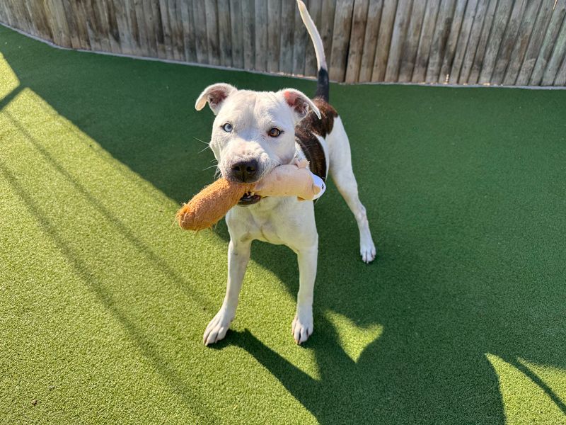 Ziggy | Terrier (Staffordshire Bull) | Basildon (Essex) - 11
