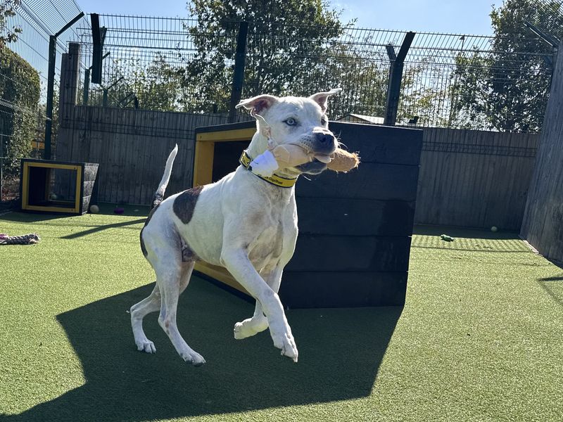 Ziggy | Terrier (Staffordshire Bull) | Basildon (Essex) - 1