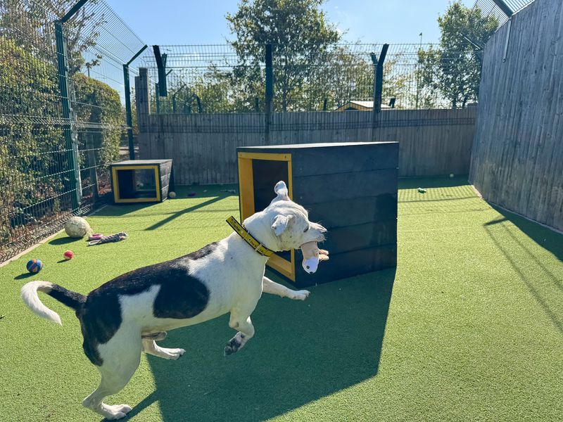 Ziggy | Terrier (Staffordshire Bull) | Basildon (Essex) - 2