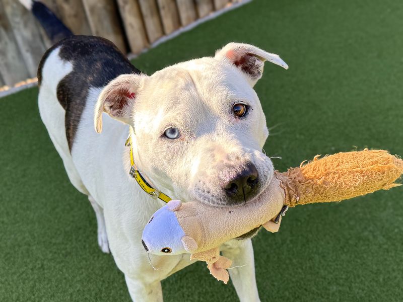 Ziggy | Terrier (Staffordshire Bull) | Basildon (Essex) - 8