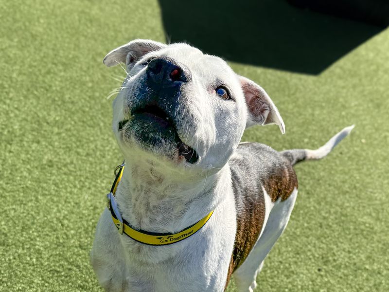 Ziggy | Terrier (Staffordshire Bull) | Basildon (Essex) - 3