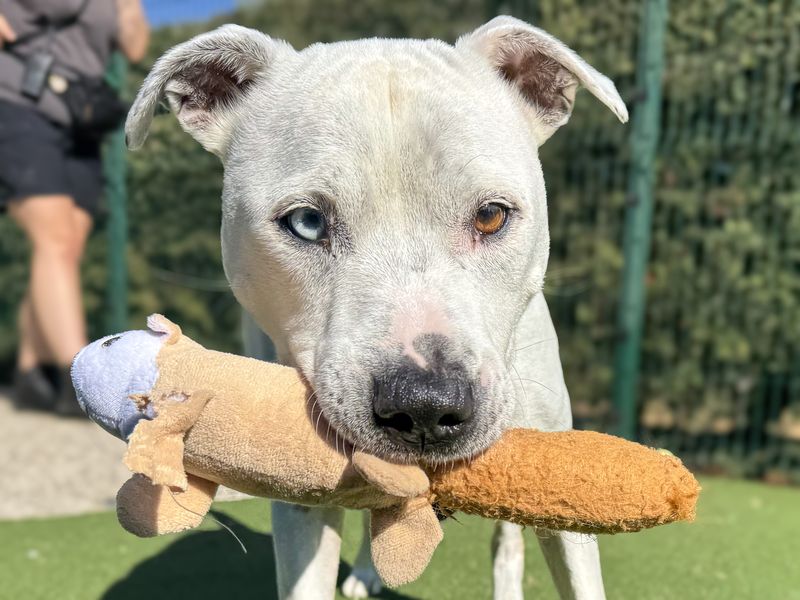 Ziggy | Terrier (Staffordshire Bull) | Basildon (Essex) - 4