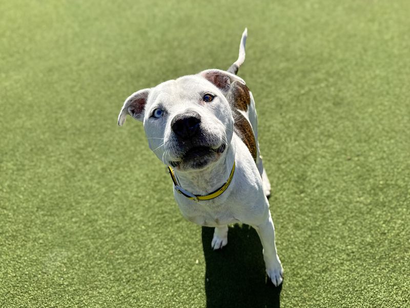 Ziggy | Terrier (Staffordshire Bull) | Basildon (Essex) - 9