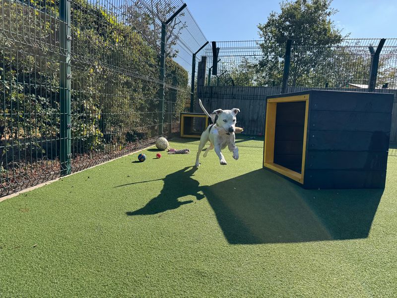 Ziggy | Terrier (Staffordshire Bull) | Basildon (Essex) - 10