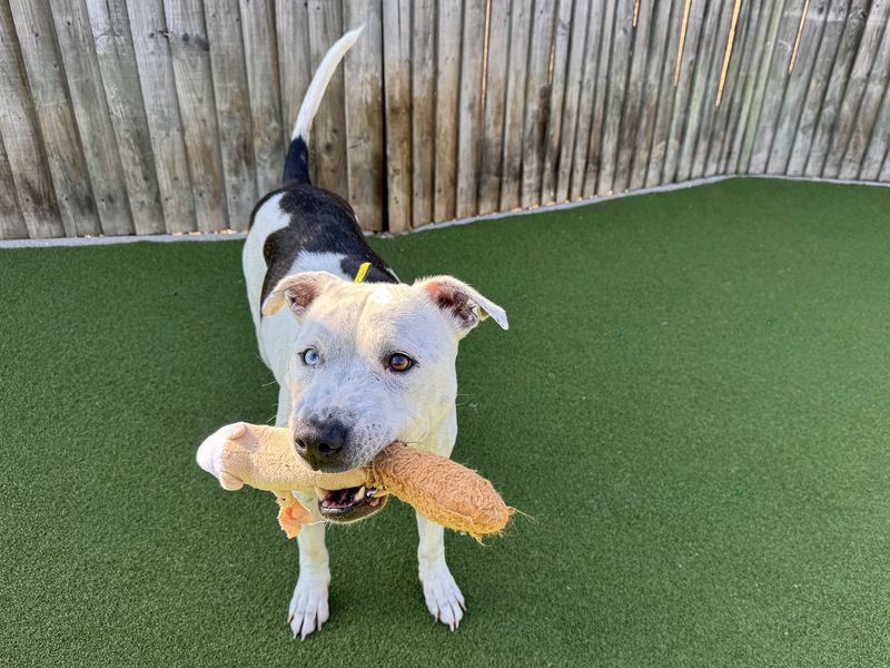 Ziggy | Terrier (Staffordshire Bull) | Basildon (Essex) - 7
