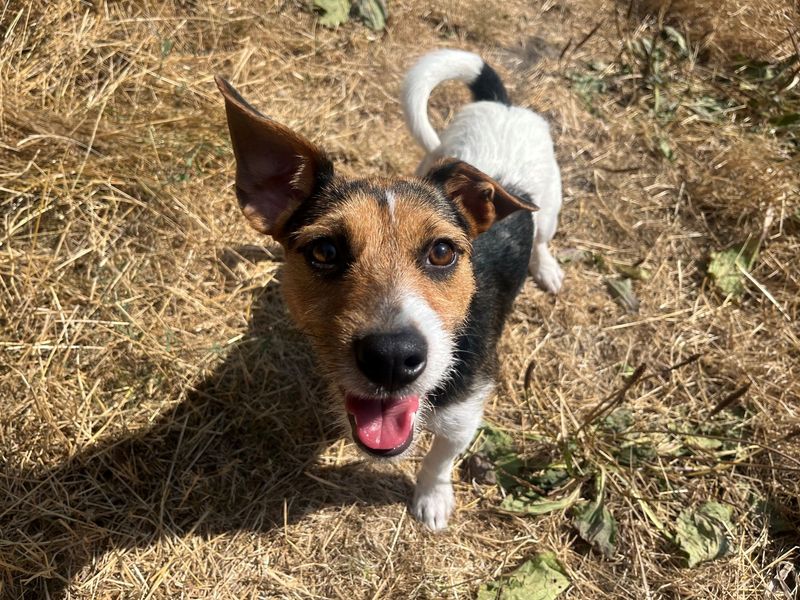 Tux | Terrier (Jack Russell) | Cardiff - 3