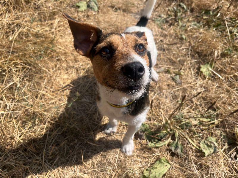 Tux | Terrier (Jack Russell) | Cardiff - 2
