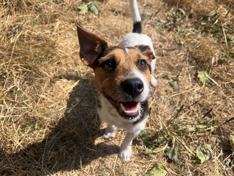 Tux | Terrier (Jack Russell) | Cardiff - 4