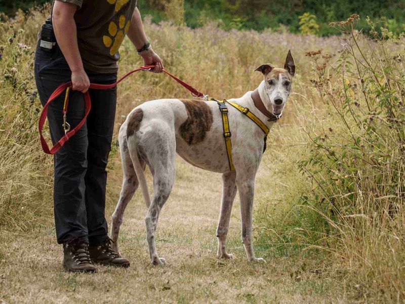Greyhound Dogs And Puppies For Adoption