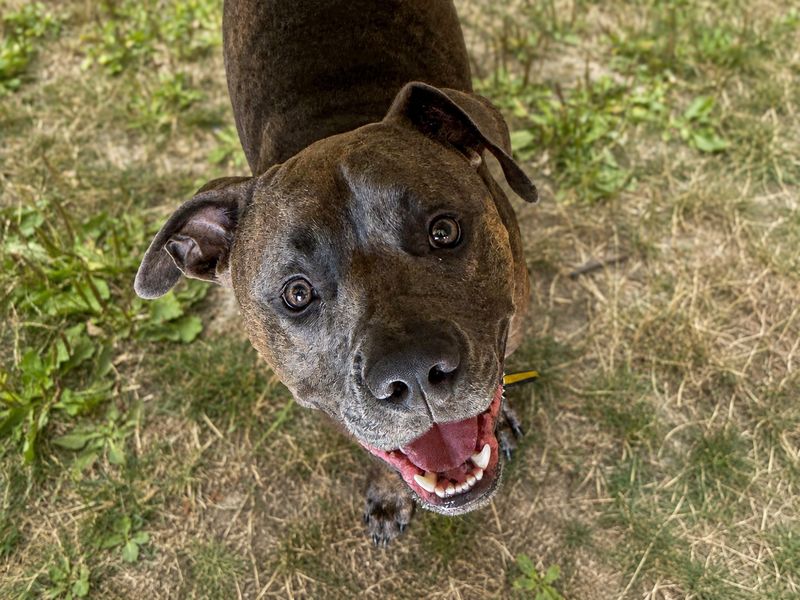 Koa | Terrier (Staffordshire Bull) | Basildon (Essex) - 1