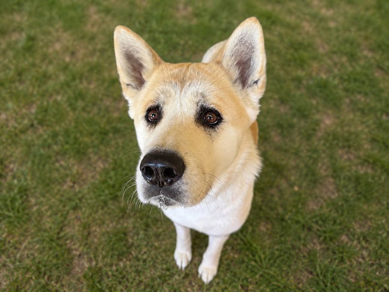 Aki | Akita | Basildon (Essex) - 1
