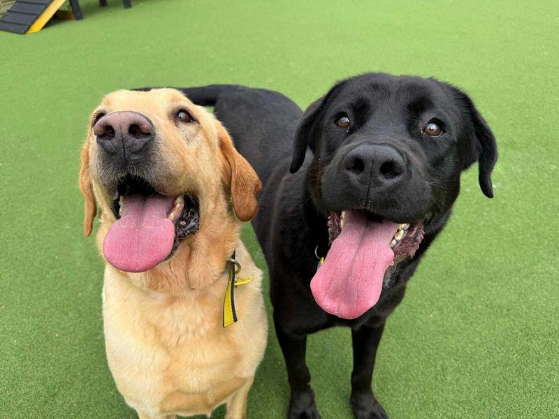Eros and Morpheus | Retriever (Labrador) | Glasgow - 2