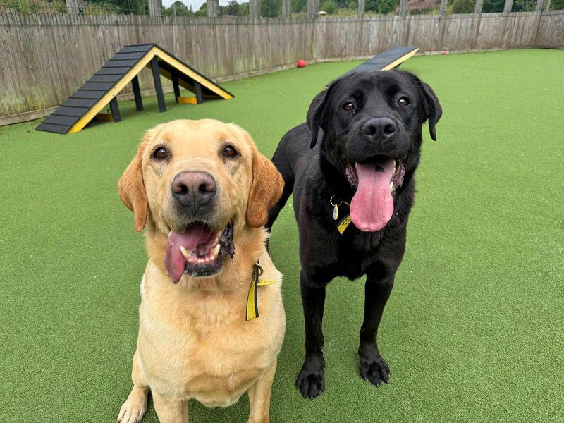 Eros and Morpheus | Retriever (Labrador) | Glasgow - 3