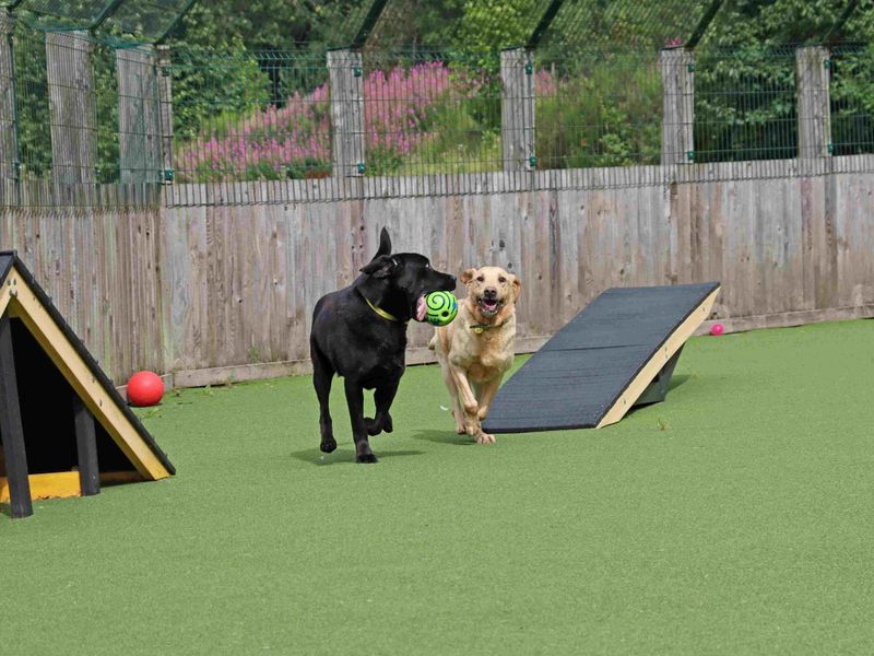 Eros and Morpheus | Retriever (Labrador) | Glasgow - 5