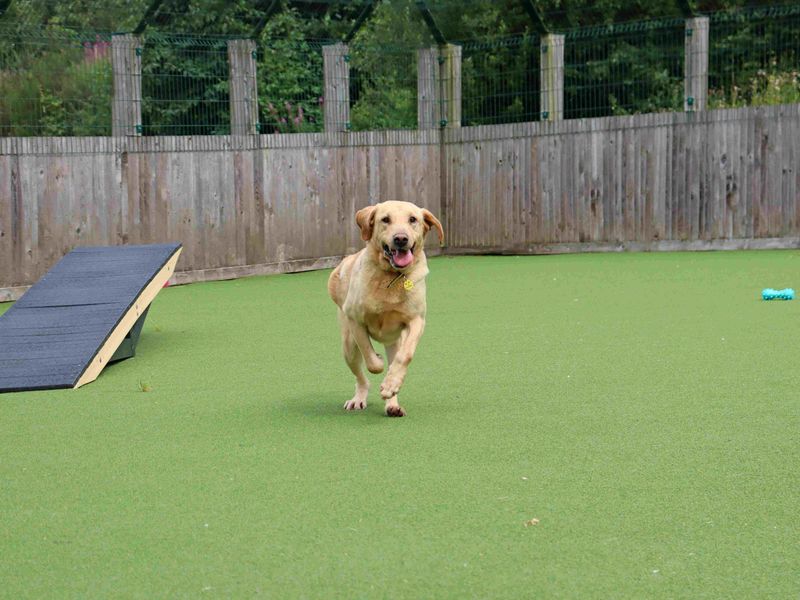 Eros and Morpheus | Retriever (Labrador) | Glasgow - 6