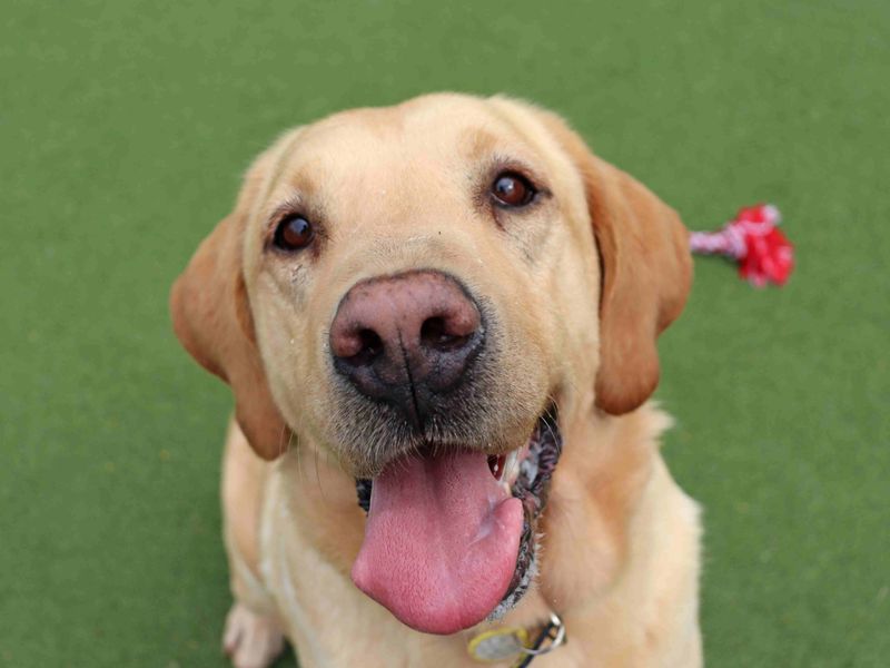 Eros and Morpheus | Retriever (Labrador) | Glasgow - 7