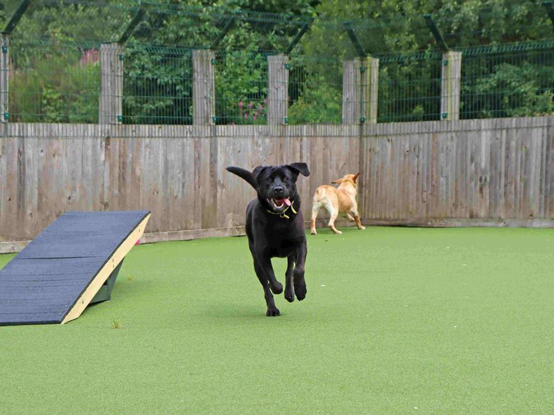 Eros and Morpheus | Retriever (Labrador) | Glasgow - 8